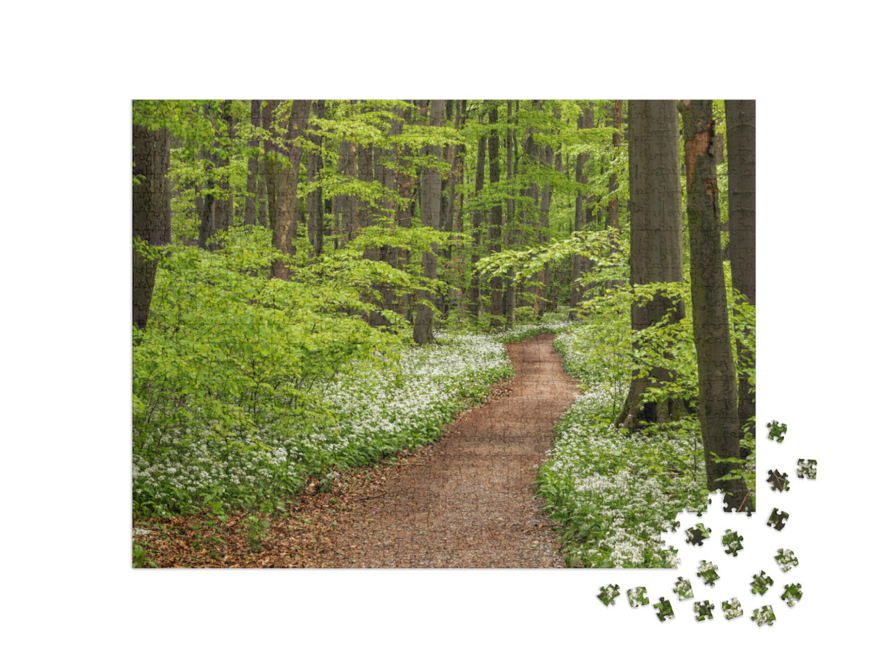 Puzzle 1000 pezzi „Sentiero dell'aglio selvatico in fiore, Parco Nazionale di Hainich, Turingia“