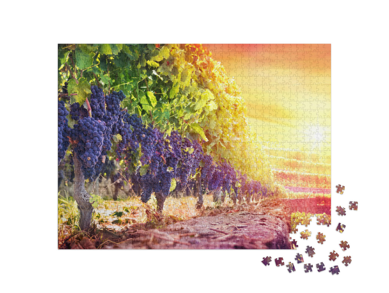 Puzzle 1000 pezzi „Uva matura nel vigneto al tramonto“
