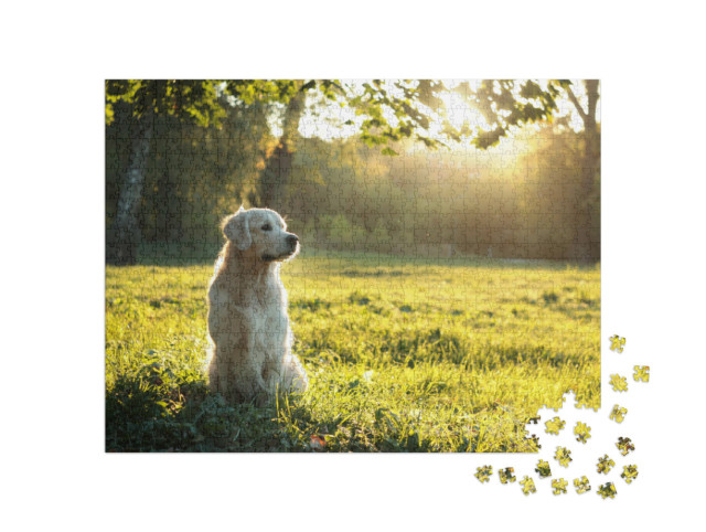 Puzzle 1000 pezzi „Golden Retriever nella luce della sera d'estate“
