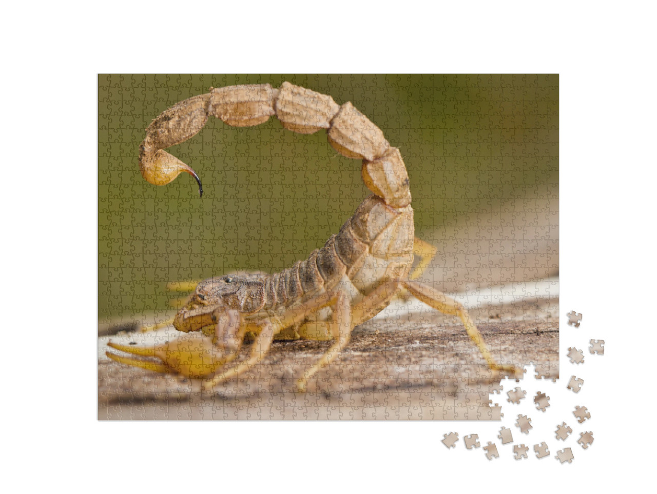 Puzzle 1000 pezzi „Primo piano di uno scorpione Buthus“