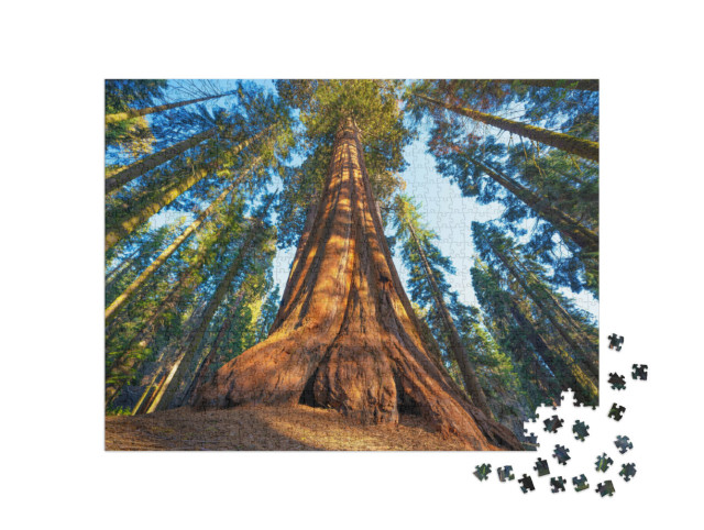 Puzzle 1000 pezzi „Una sequoia gigante al tramonto“
