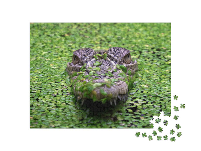 Puzzle 1000 pezzi „Il coccodrillo d'acqua salata, Crocodylus porosus“