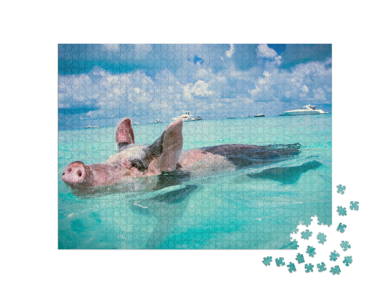 Puzzle 1000 pezzi „I maiali nuotatori delle Bahamas“