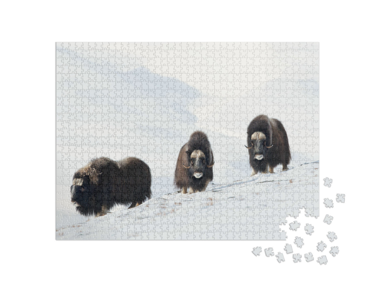 Puzzle 1000 pezzi „Tre buoi muschiati sulle montagne innevate di Dovrefjell, Norvegia“