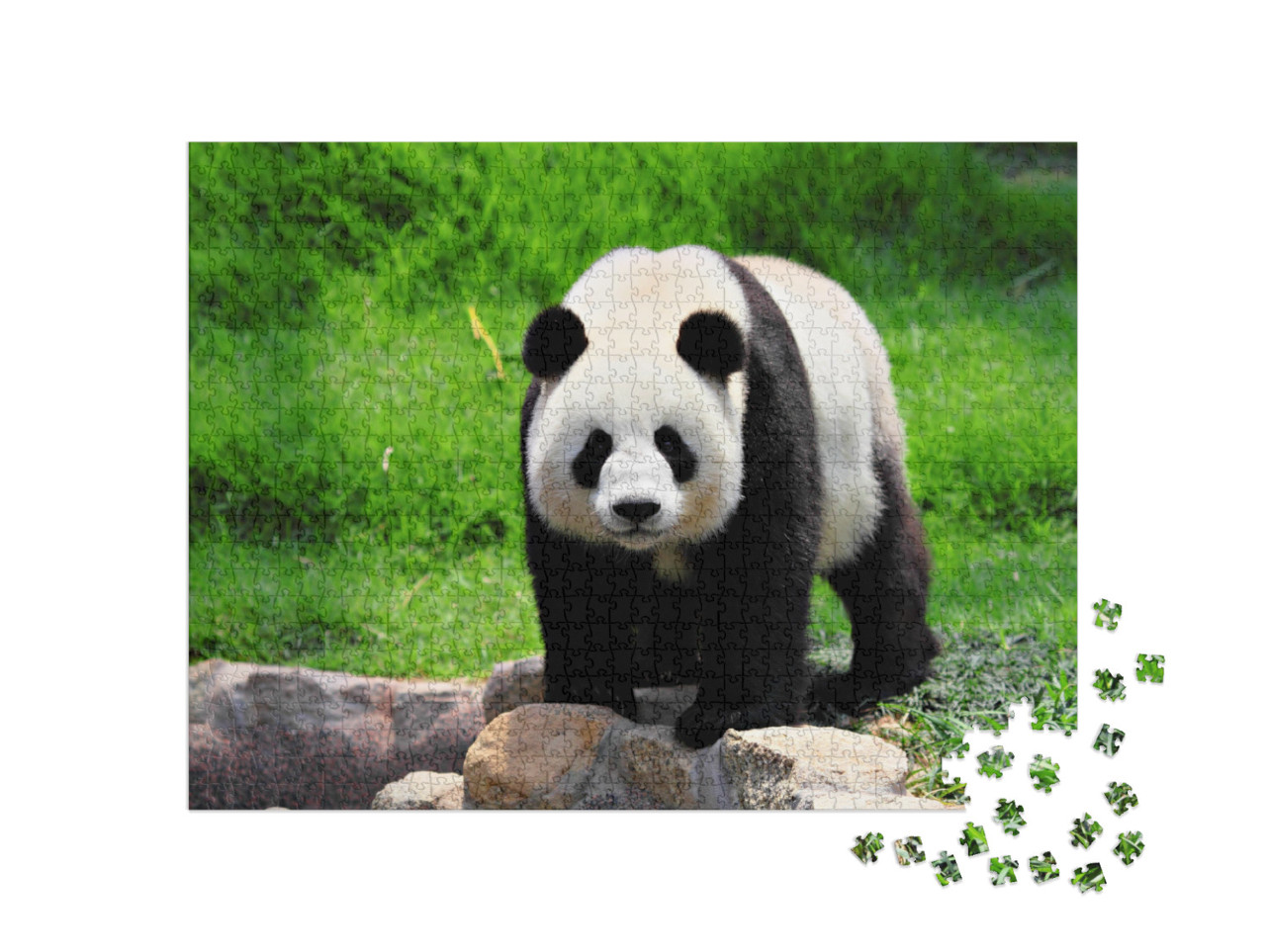 Puzzle 1000 pezzi „Panda“