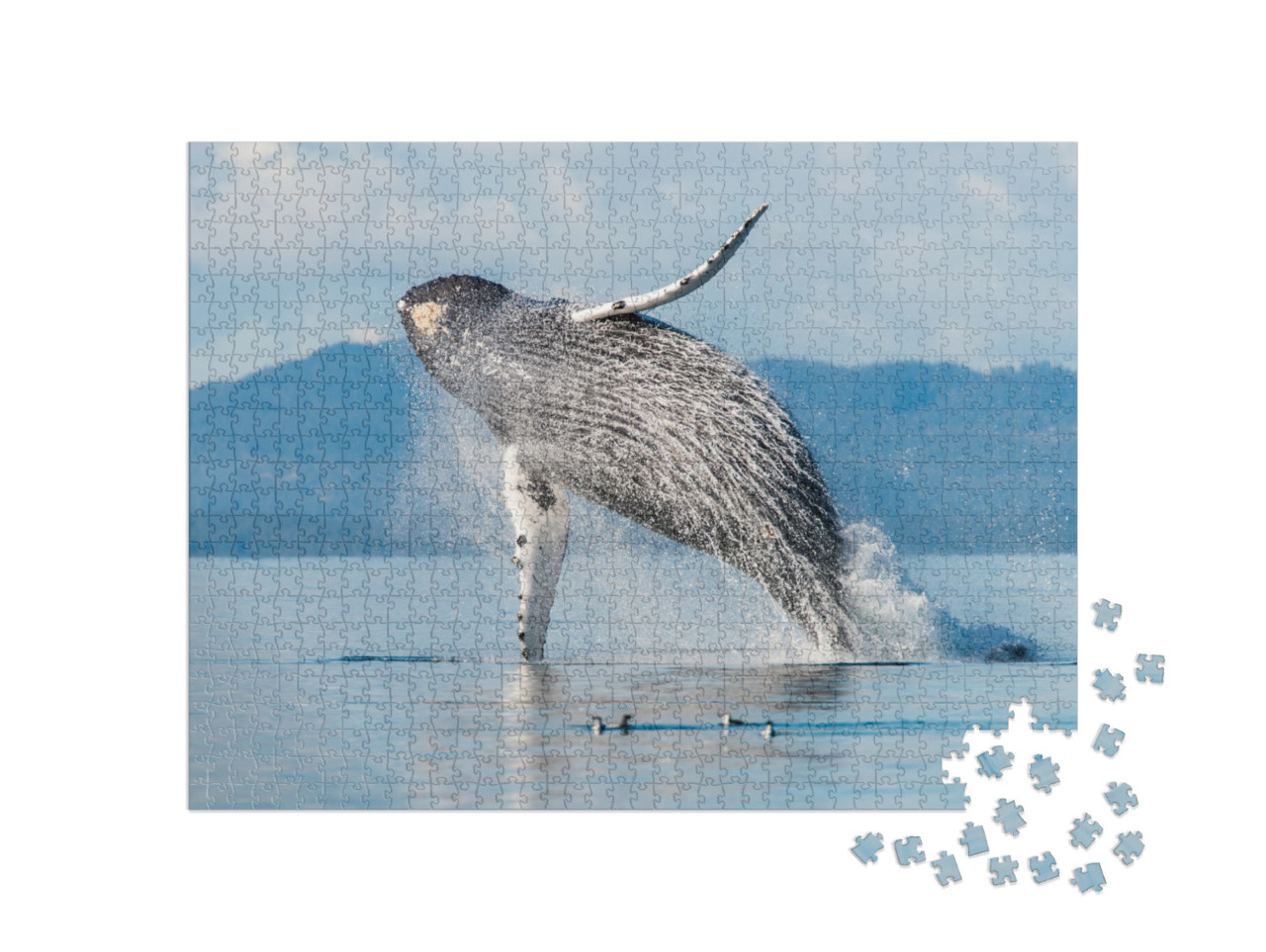 Puzzle 1000 pezzi „Megattera nell'arcipelago di Broughton, British Columbia, Canada“