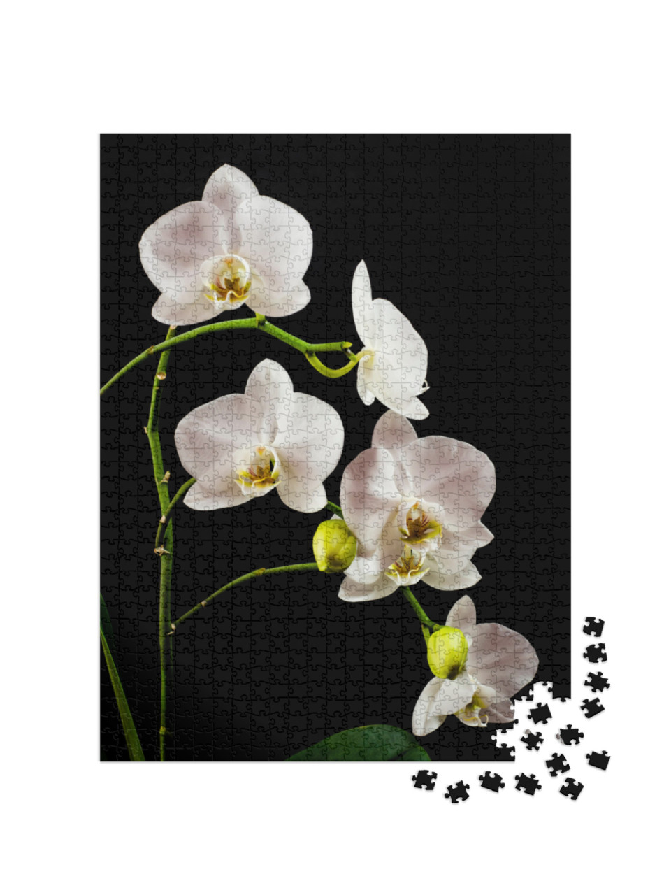 Puzzle 1000 pezzi „Ramo di orchidea bianca pieno di fiori“