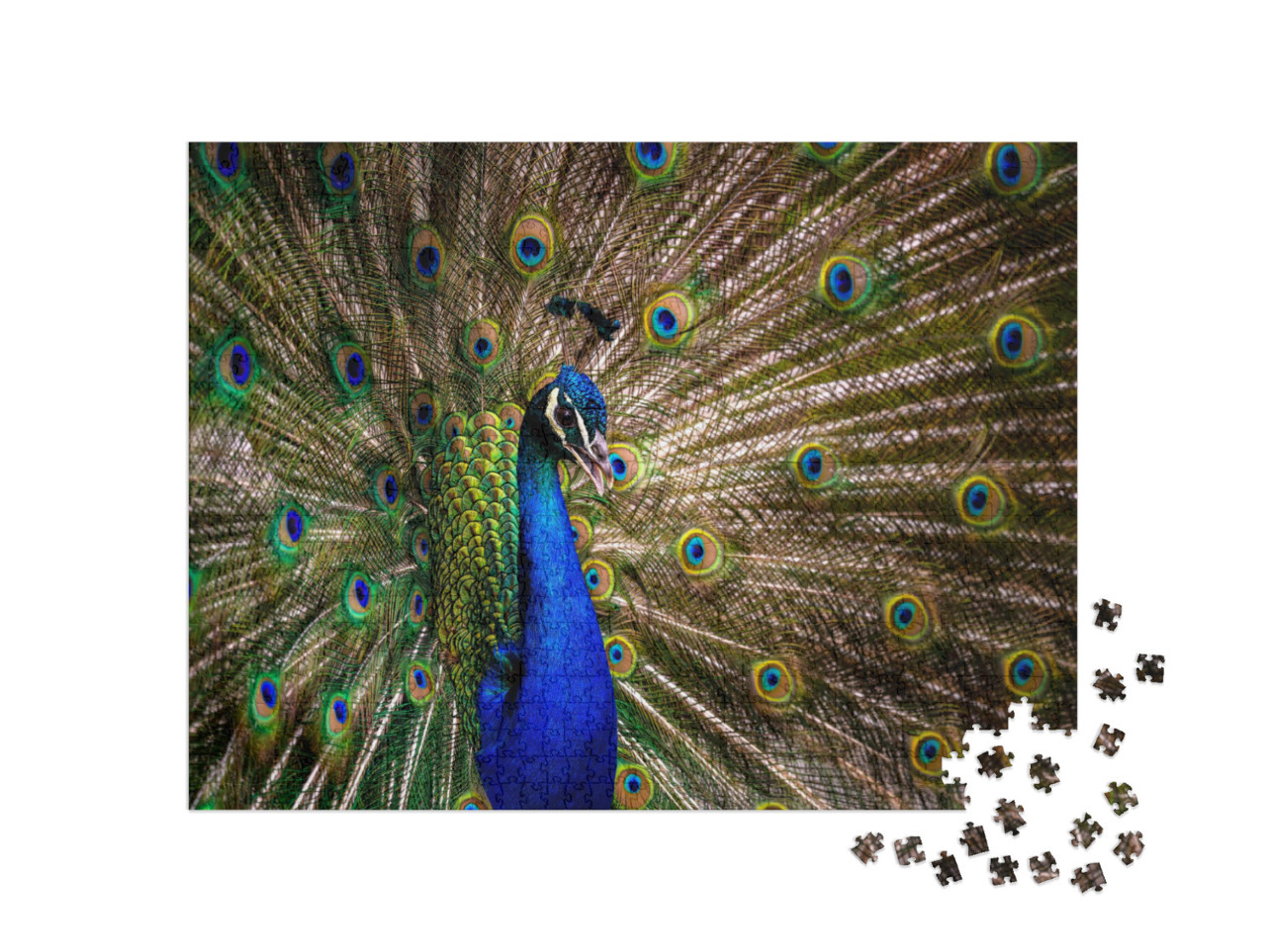Puzzle 1000 pezzi „Coda di pavone“