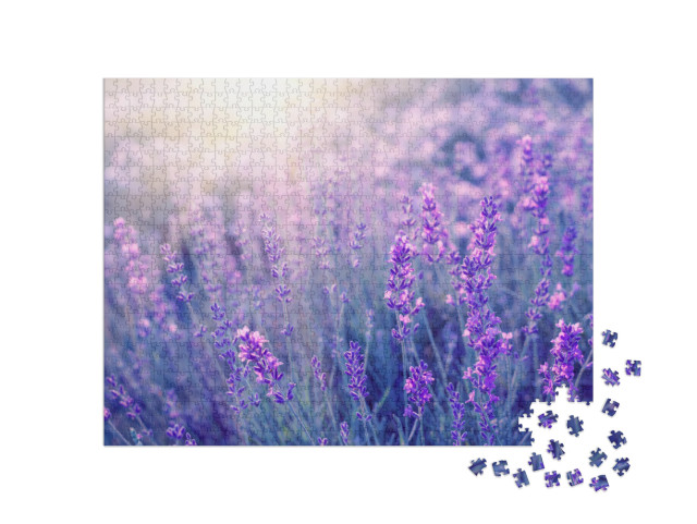 Puzzle 1000 pezzi „Lavanda profumata al tramonto, regione della Provenza, Francia“