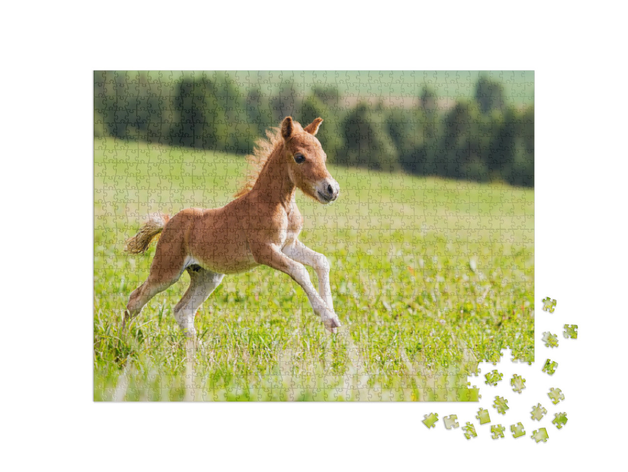 Puzzle 1000 pezzi „Mini cavallo Falabella“