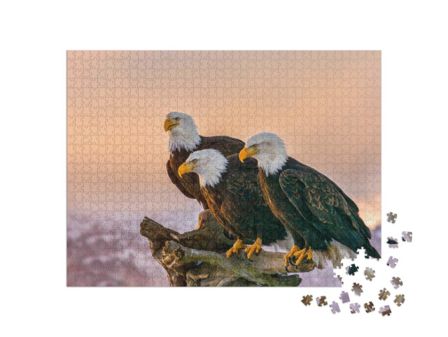 Puzzle 1000 pezzi „Tre aquile calve americane, monti Kenai, Alaska“