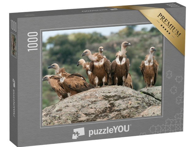 Puzzle 1000 pezzi „Grifone“