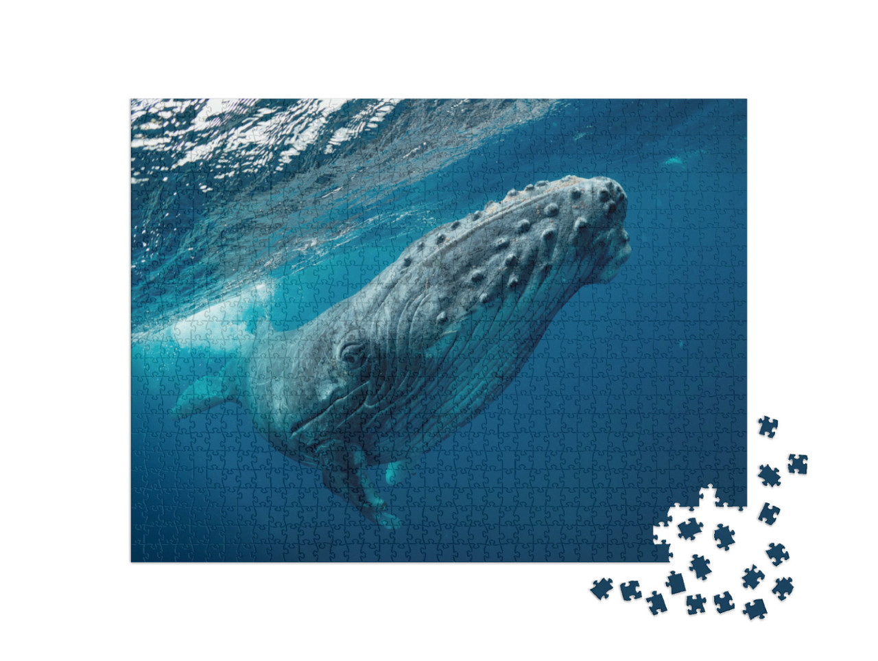 Puzzle 1000 pezzi „Una megattera che nuota nel mare“