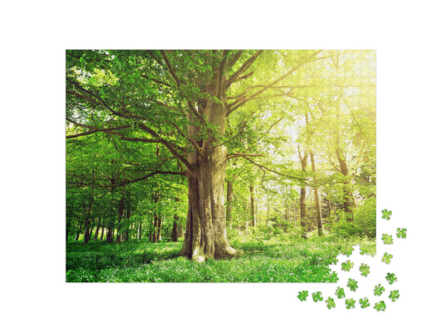 Puzzle 1000 pezzi „Foresta di faggi con un vecchio albero alla luce del sole“