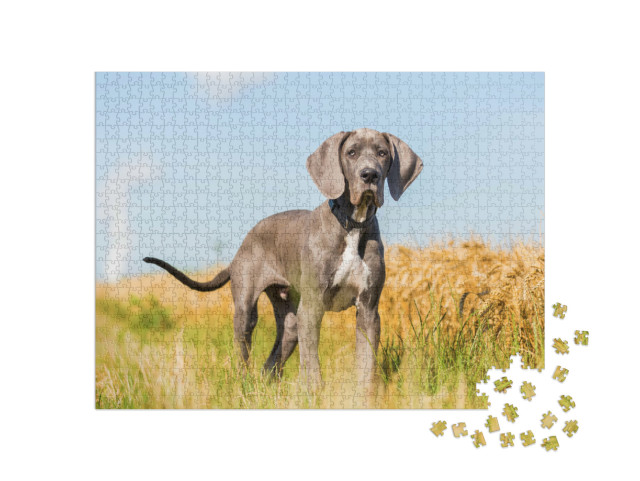 Puzzle 1000 pezzi „Ritratto di un cucciolo di alano in piedi su un sentiero di campagna“