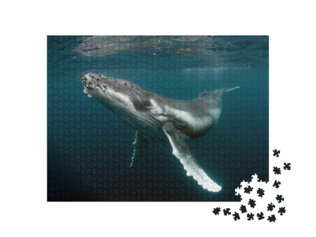Puzzle 1000 pezzi „Vitello di megattera“