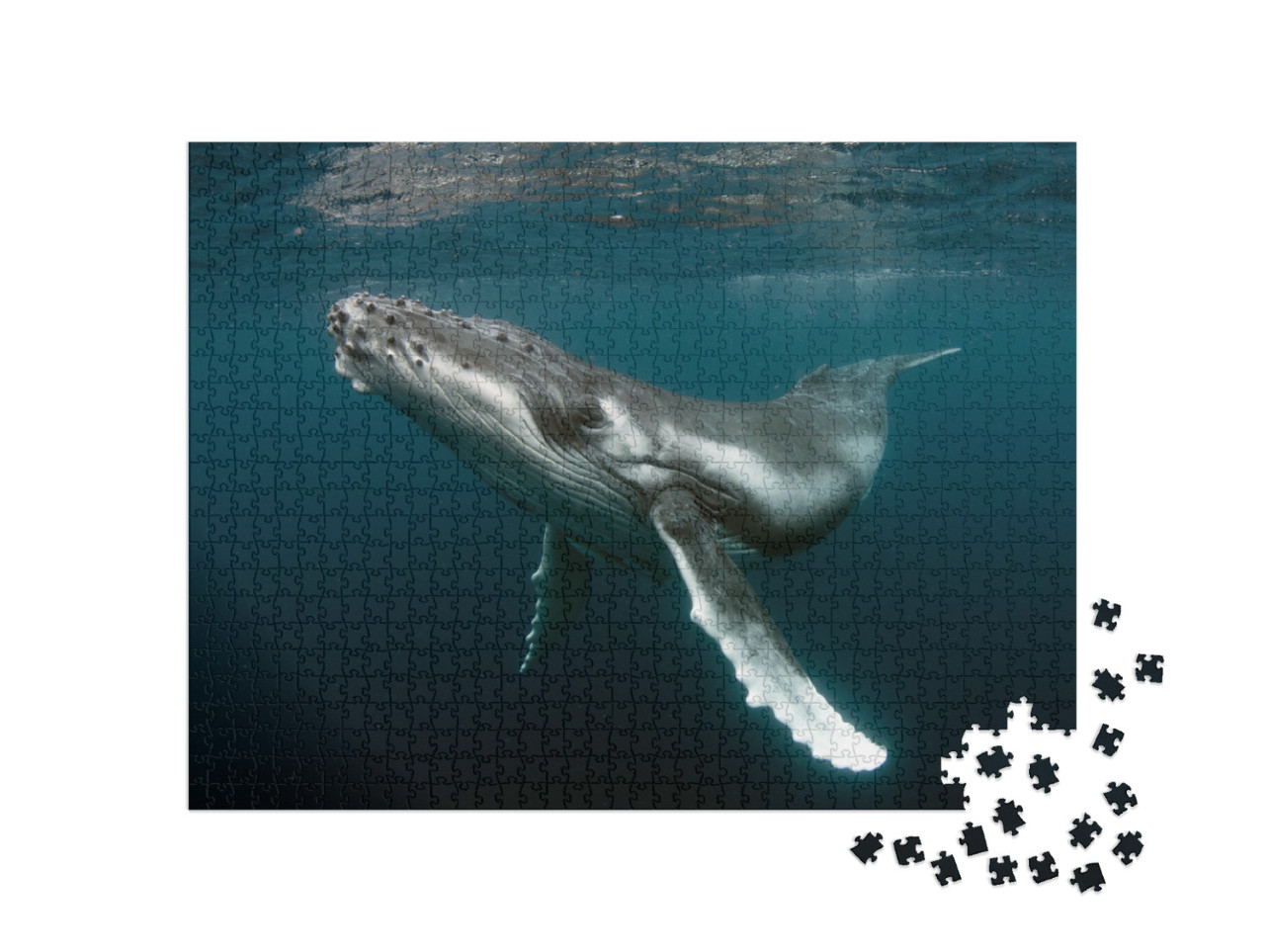 Puzzle 1000 pezzi „Vitello di megattera“