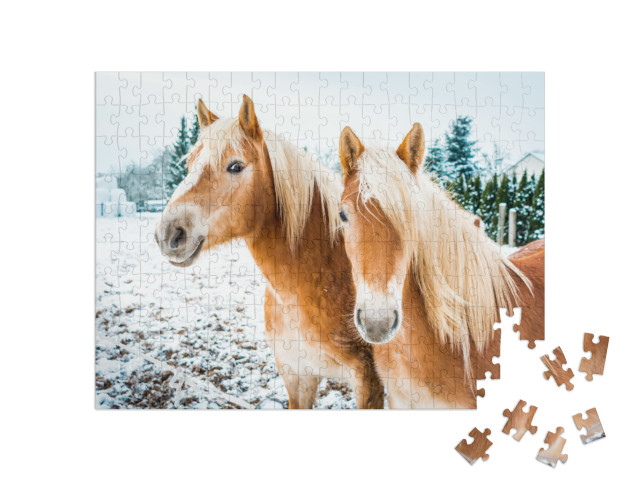 Puzzle 200 pezzi „Cavalli avelignesi su un prato coperto di neve“