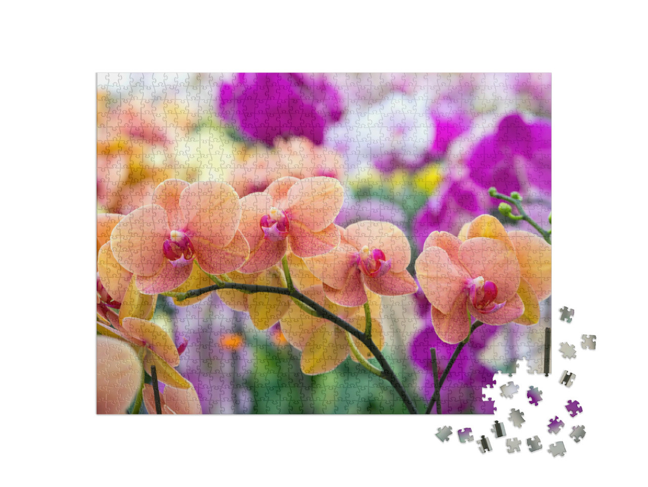Puzzle 1000 pezzi „Bellezza della natura: le orchidee“