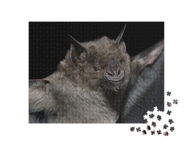 Puzzle 1000 pezzi „Il pipistrello baffuto maggiore“