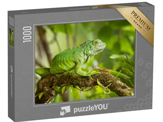 Puzzle 1000 pezzi „L'iguana verde, nota anche come iguana americana“