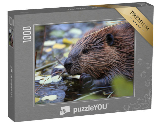 Puzzle 1000 pezzi „Alimentazione del castoro nordamericano, Castor canadensis, Alaska“