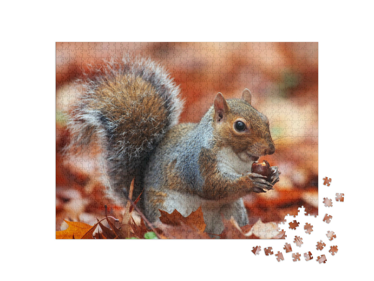 Puzzle 1000 pezzi „Scoiattolo in autunno con ghianda“