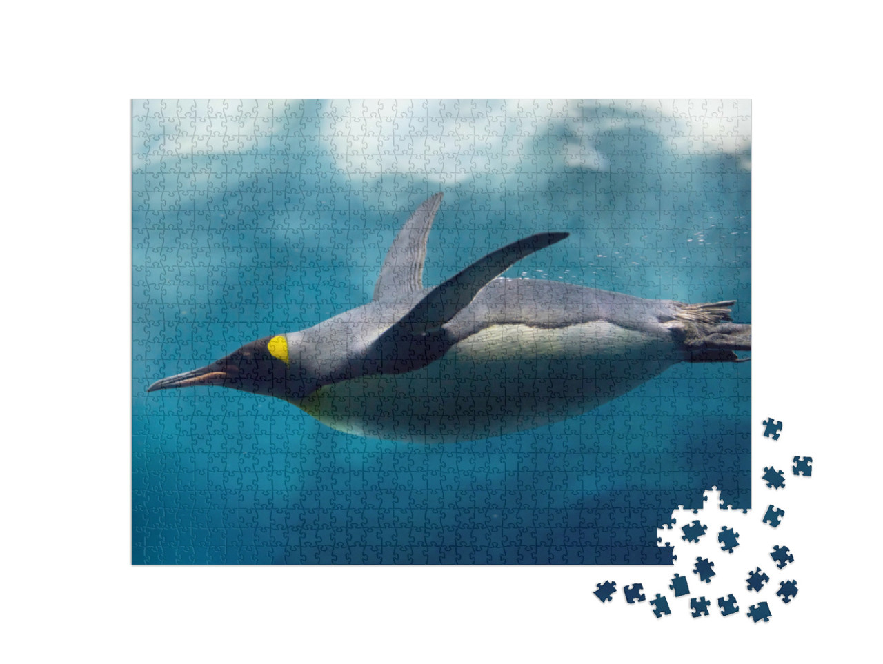 Puzzle 1000 pezzi „Foto subacquea: i pinguini si immergono sotto il ghiaccio“