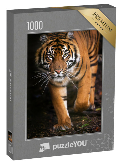 Puzzle 1000 pezzi „Giovane tigre di Sumatra“