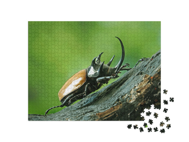 Puzzle 1000 pezzi „Scarabeo rinoceronte a cinque corna, conosciuto anche come scarabeo Ercole“