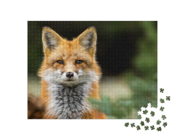 Puzzle 1000 pezzi „Occhio a occhio con una volpe rossa“