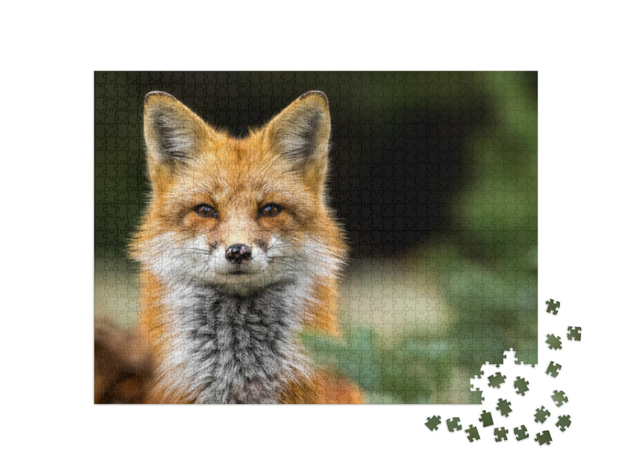 Puzzle 1000 pezzi „Occhio a occhio con una volpe rossa“