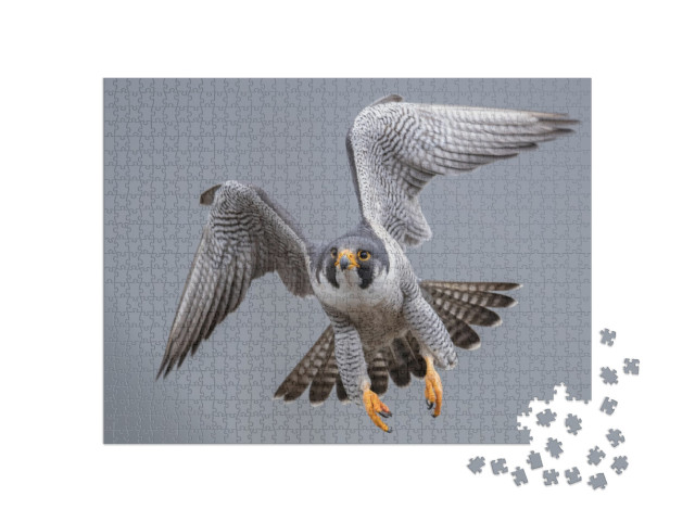 Puzzle 1000 pezzi „Falco pellegrino in volo“