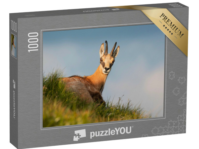 Puzzle 1000 pezzi „Camoscio su un prato di montagna nella luce della sera“