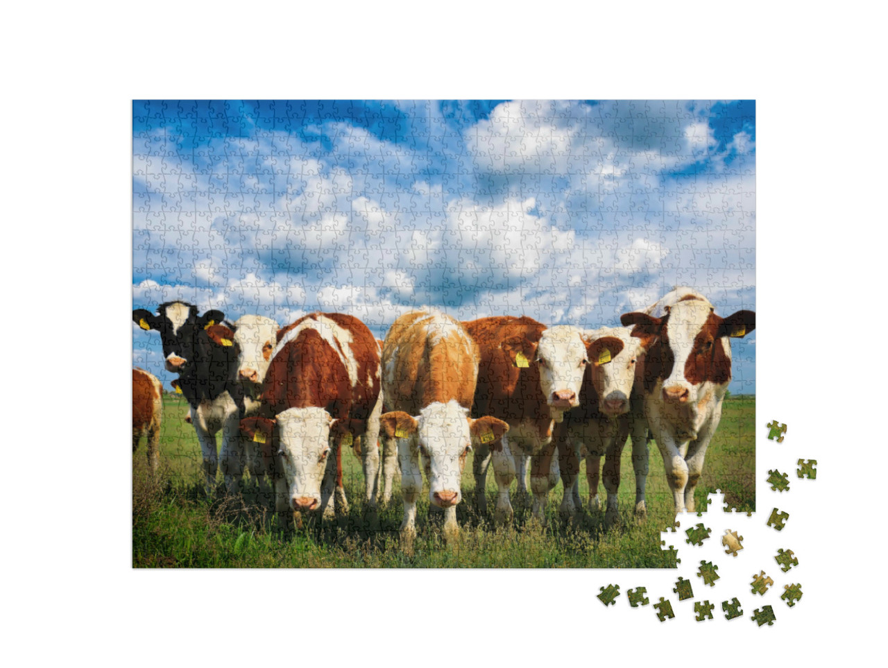 Puzzle 1000 pezzi „Mucche su un verde prato estivo“