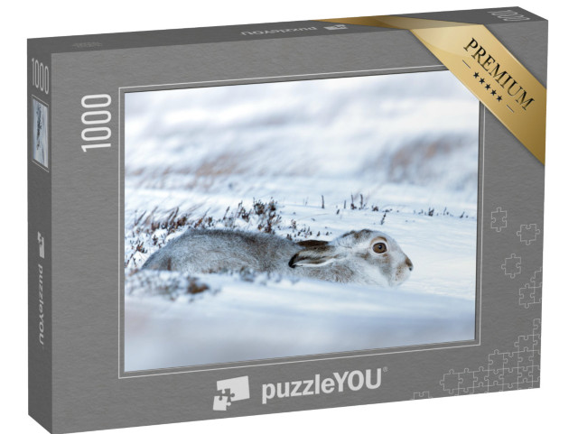 Puzzle 1000 pezzi „Una lepre di montagna sdraiata sulla neve“