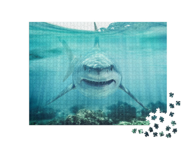 Puzzle 1000 pezzi „A tu per tu con un grande squalo bianco“