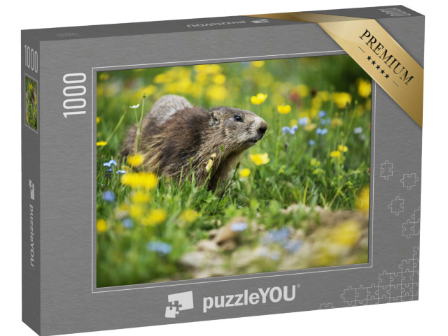 Puzzle 1000 pezzi „Marmotta in un prato di primavera“