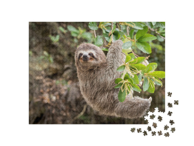 Puzzle 1000 pezzi „Vista dalla giungla: Bradipo“