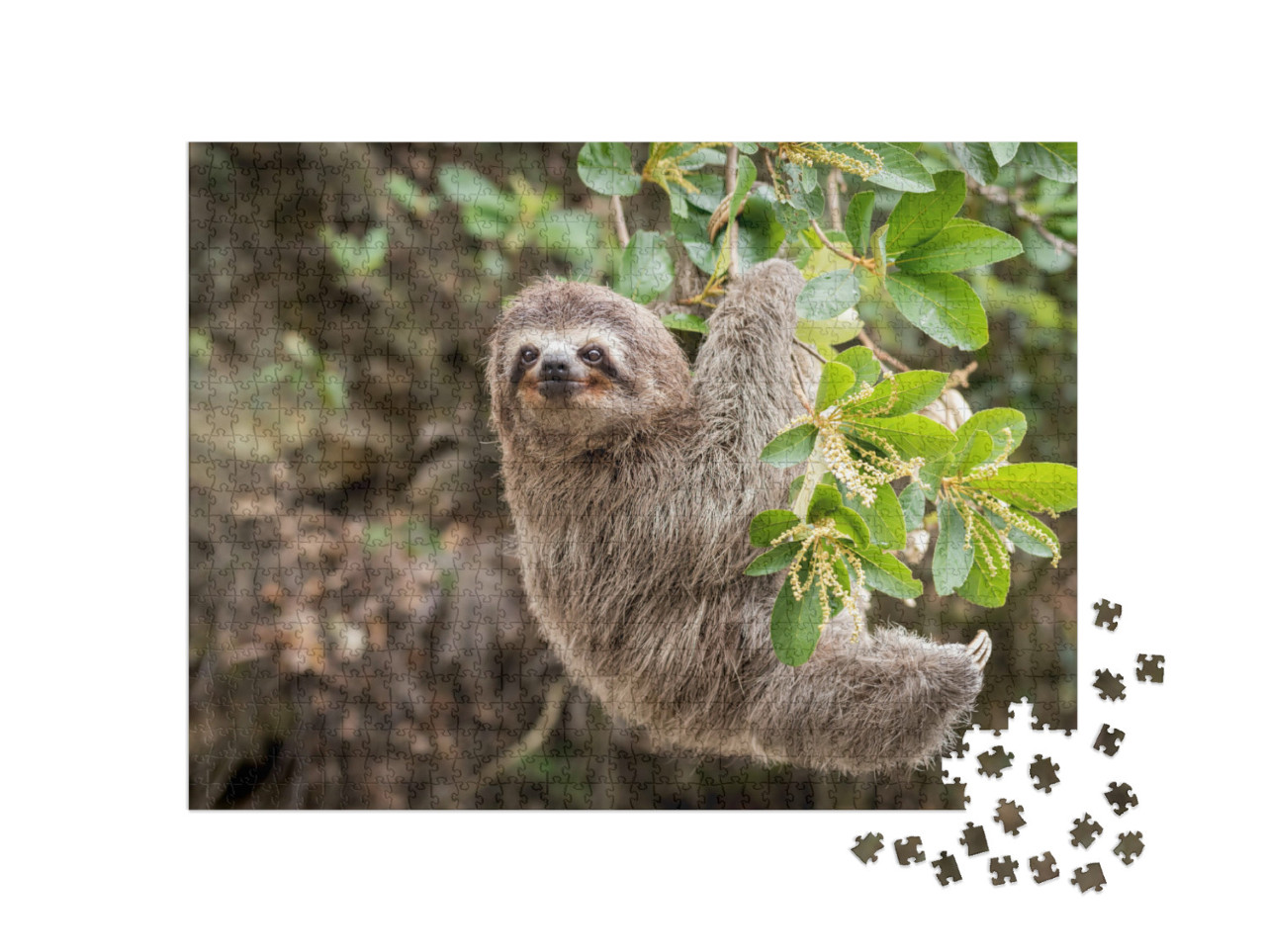 Puzzle 1000 pezzi „Vista dalla giungla: Bradipo“
