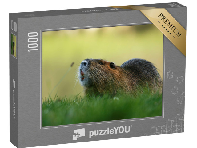 Puzzle 1000 pezzi „Un roditore Coypu nell'erba“