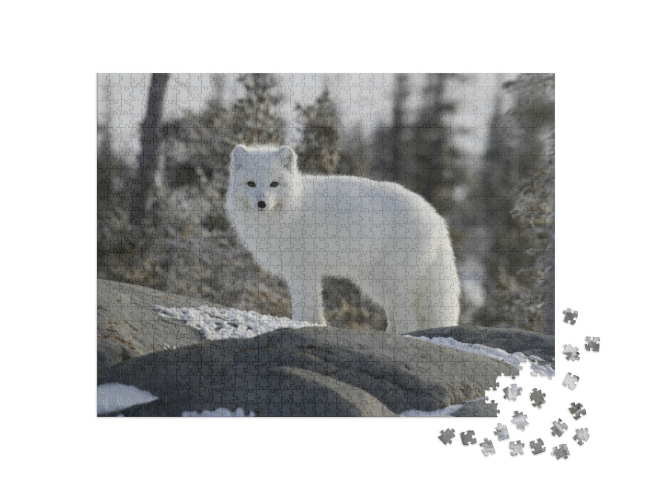 Puzzle 1000 pezzi „La volpe artica, Vulpes lagopus, in pelliccia bianca invernale“