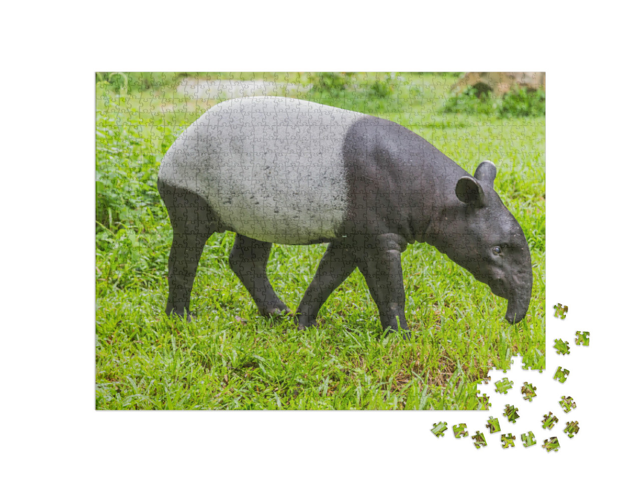 Puzzle 1000 pezzi „Tapiro che si nutre di grandi piante“