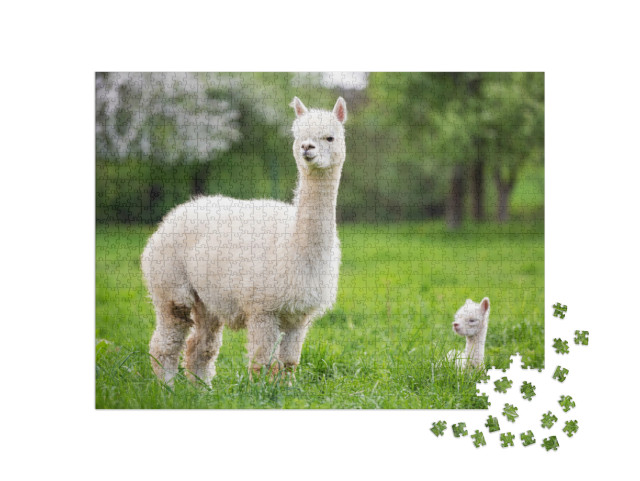 Puzzle 1000 pezzi „Un alpaca bianco con cuccioli“