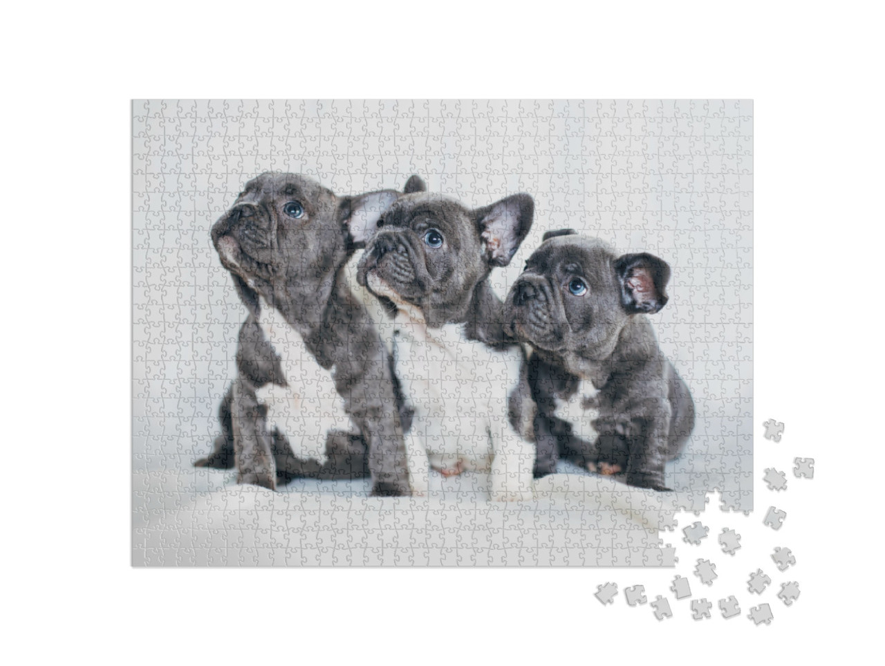 Puzzle 1000 pezzi „Ritratto di tre adorabili cuccioli di bulldog“