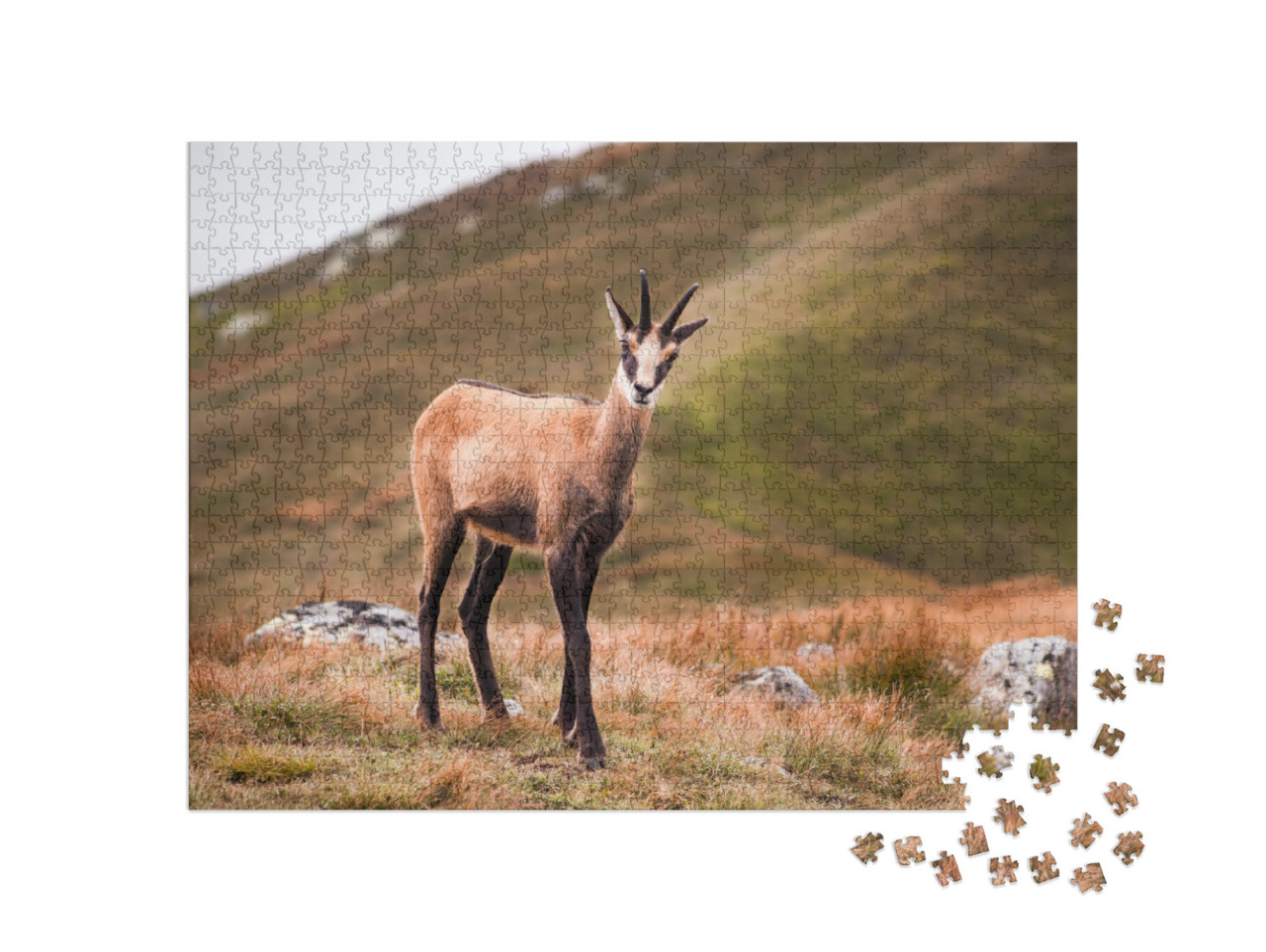 Puzzle 1000 pezzi „Camoscio in montagna, Bassi Tatra, Slovacchia“