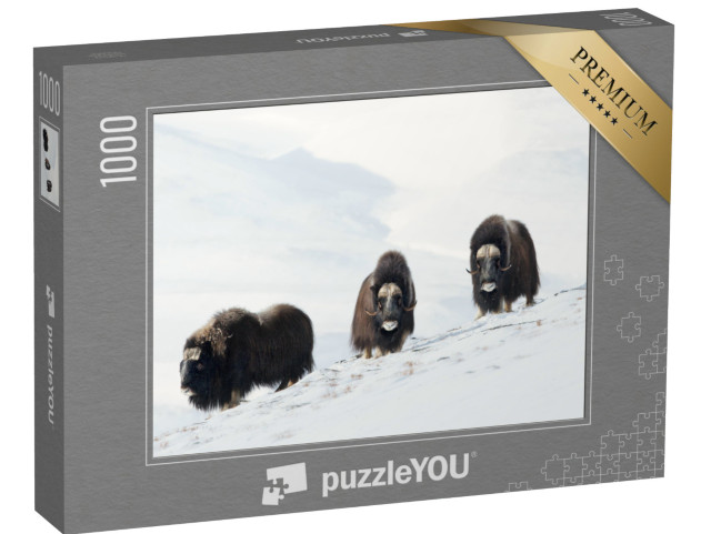 Puzzle 1000 pezzi „Tre buoi muschiati sulle montagne innevate di Dovrefjell, Norvegia“