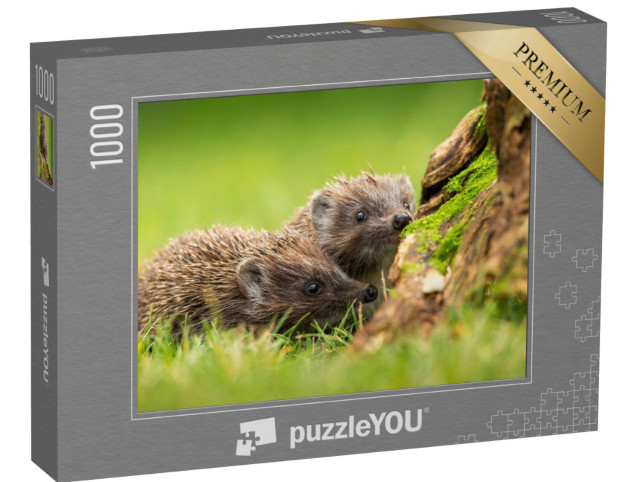 Puzzle 1000 pezzi „Due ricci settentrionali dal petto bianco annusano in un prato verde“