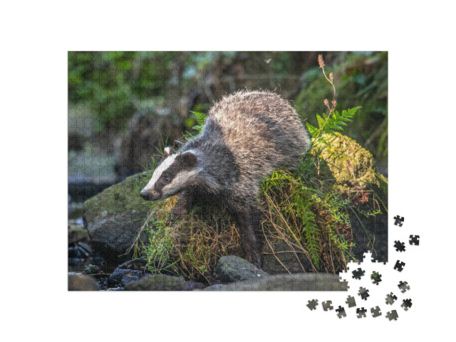 Puzzle 1000 pezzi „Un tasso in una foresta in Germania“