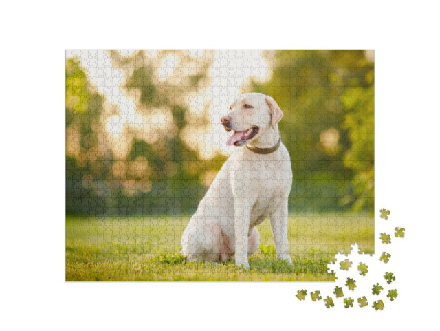 Puzzle 1000 pezzi „Labrador Retriever attento“